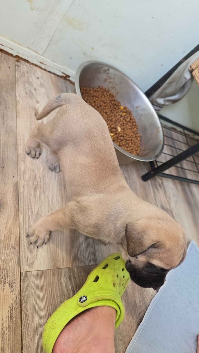 Mastiff Puppies media 5