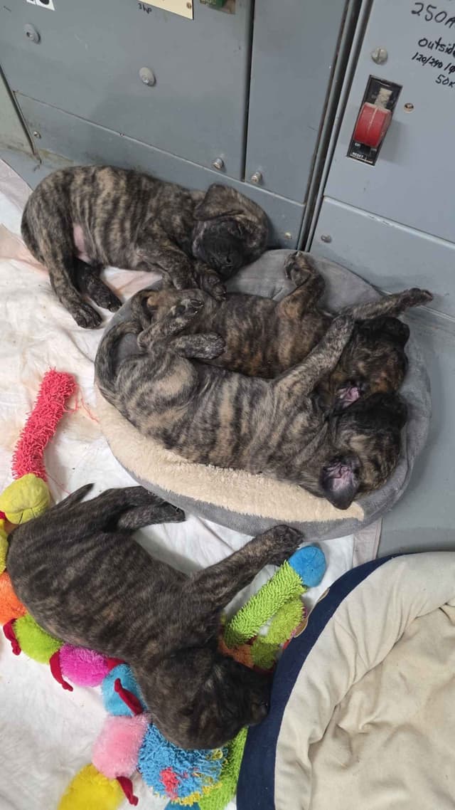 Mastiff Puppies media 7