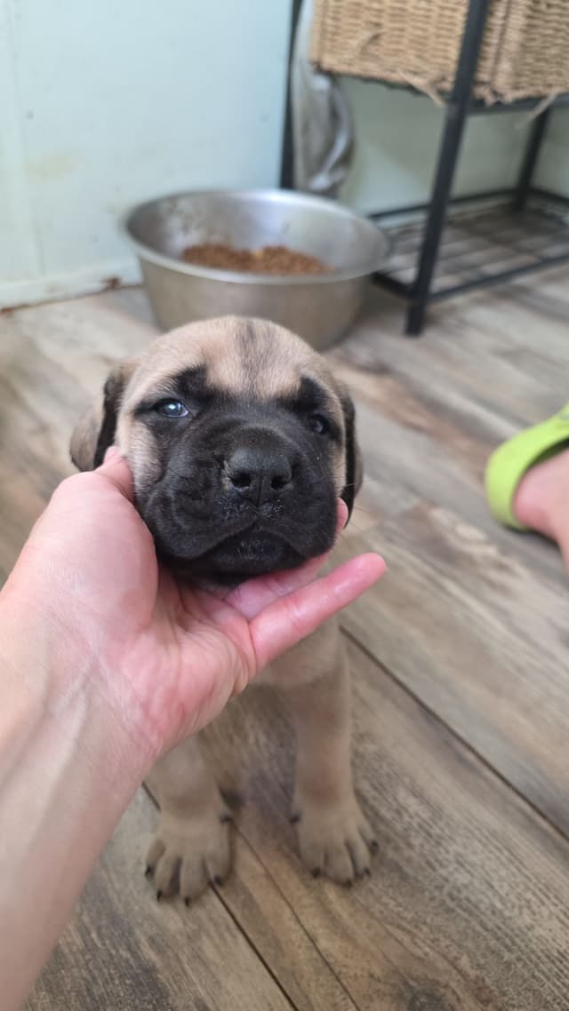 Mastiff Puppies media 8