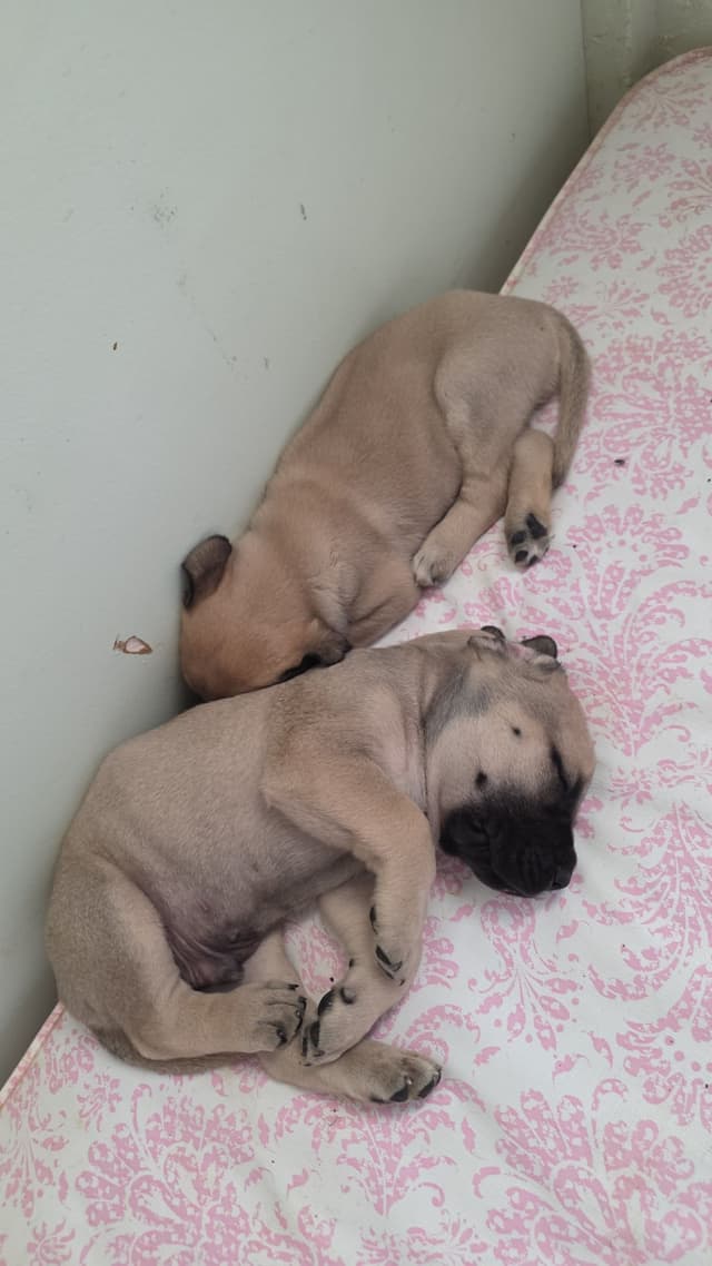 Mastiff Puppies media 9
