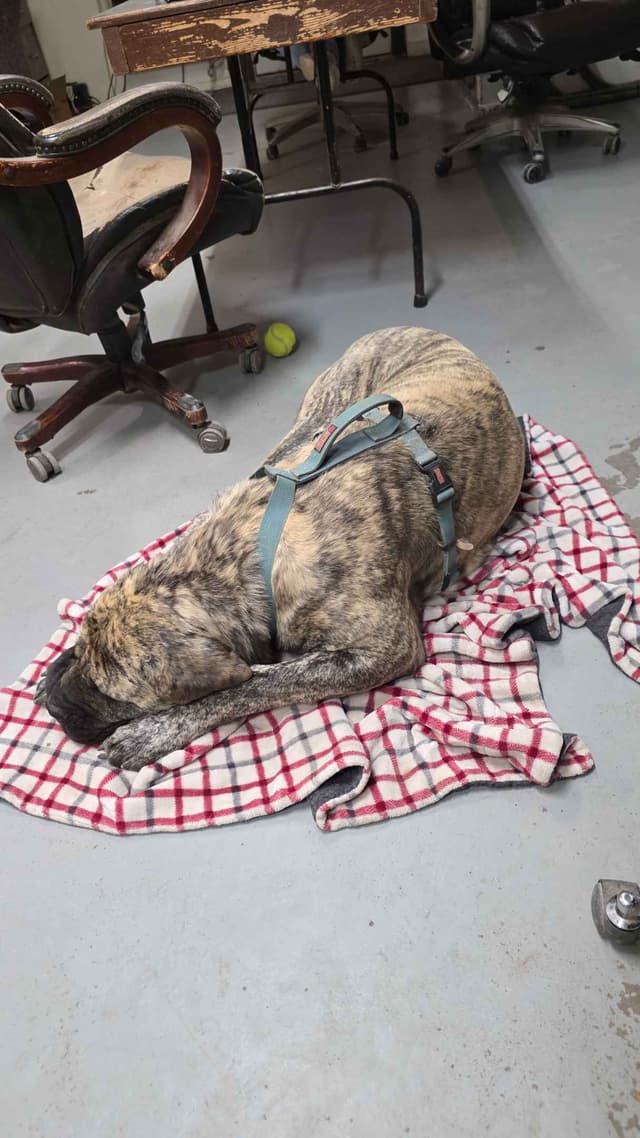 Mastiff Puppies media 10
