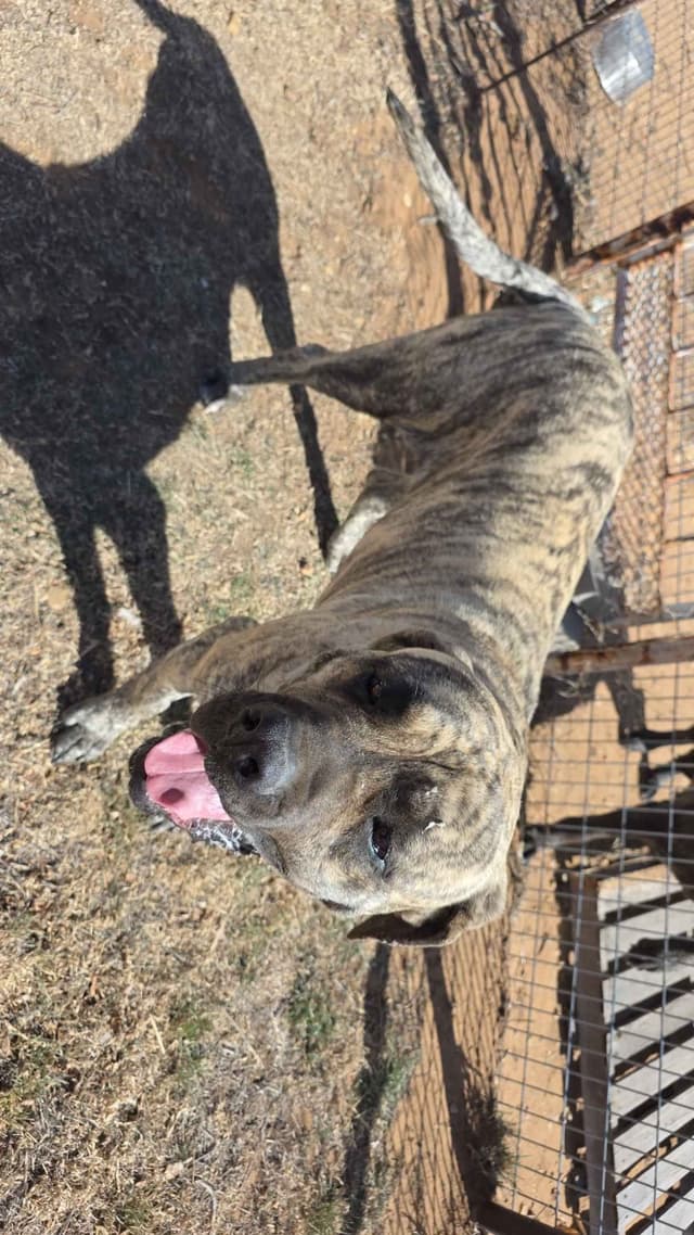 Mastiff Puppies media 11