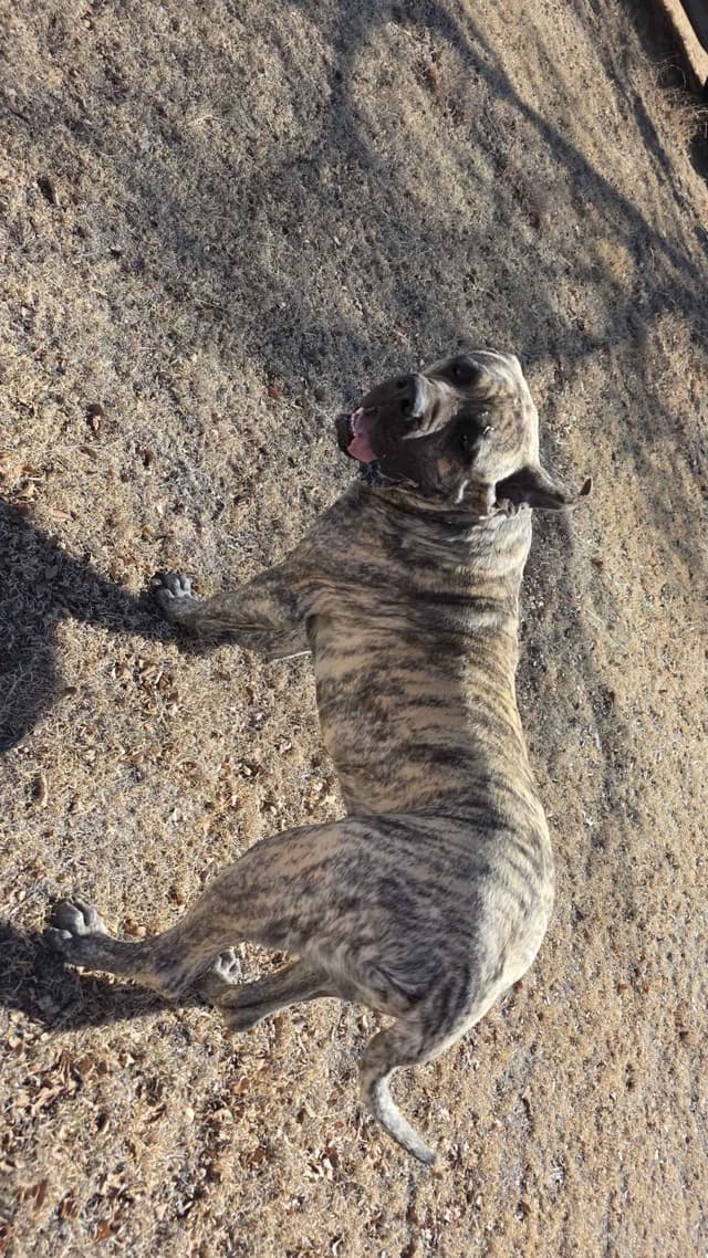 Mastiff Puppies media 12