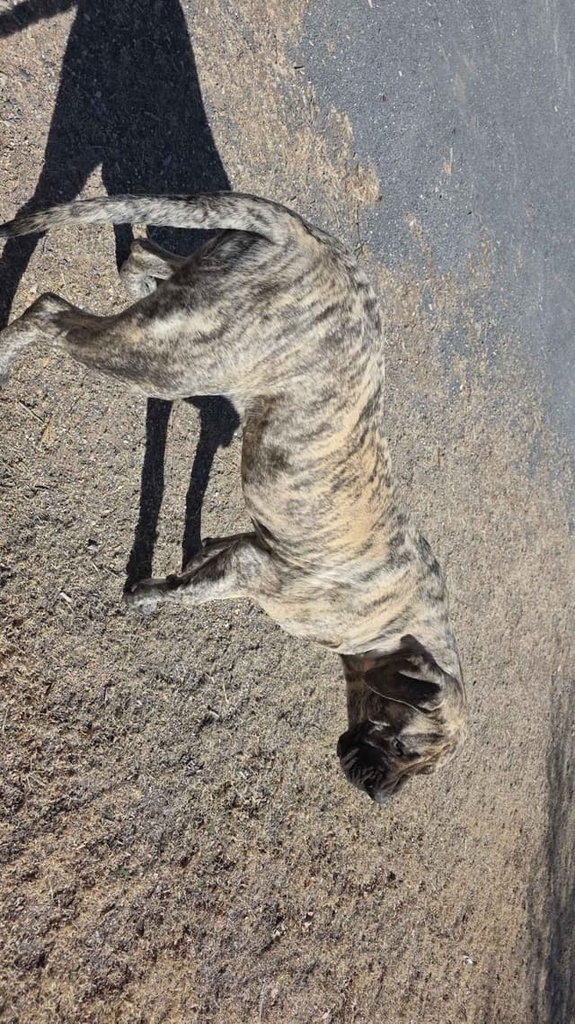 Mastiff Puppies media 13