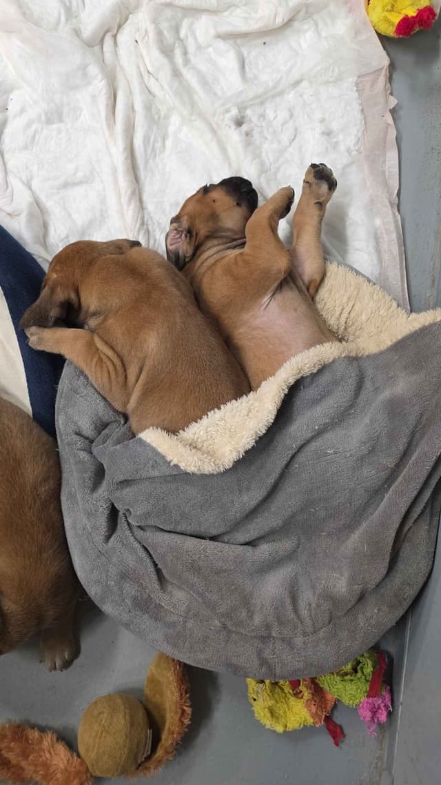 Mastiff Puppies media 14