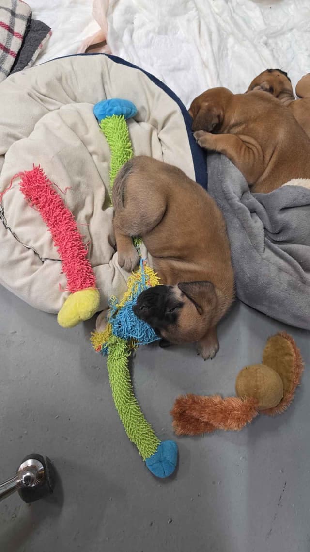 Mastiff Puppies media 15