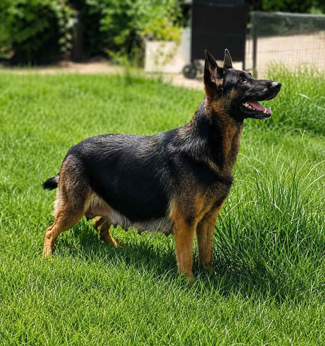 Family raised Black and Tan German Shepherd Puppies media 2