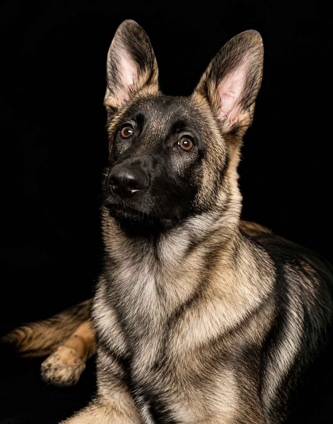 Family raised Black and Tan German Shepherd Puppies breeder image 2
