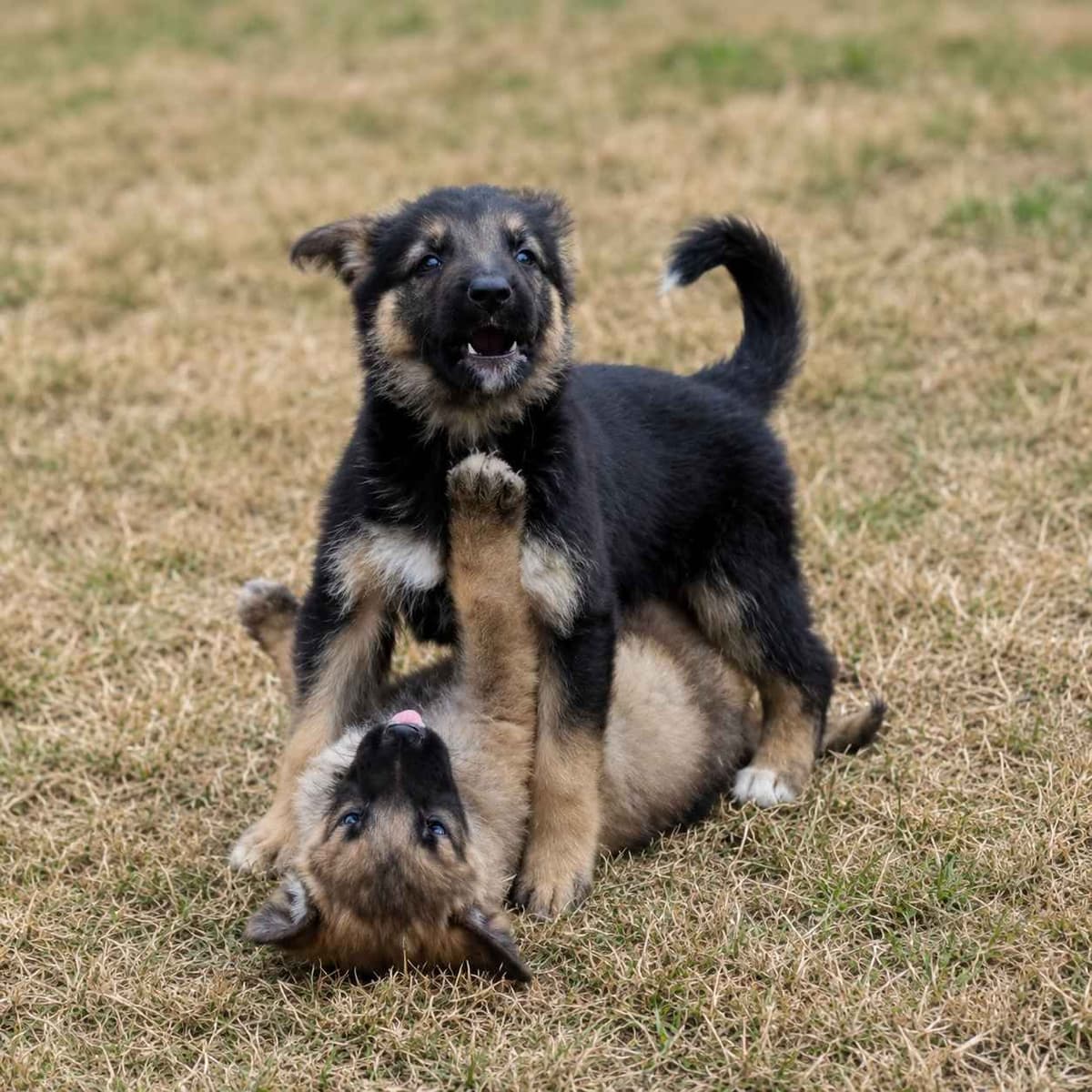 Family raised Black and Tan German Shepherd Puppies breeder image 4