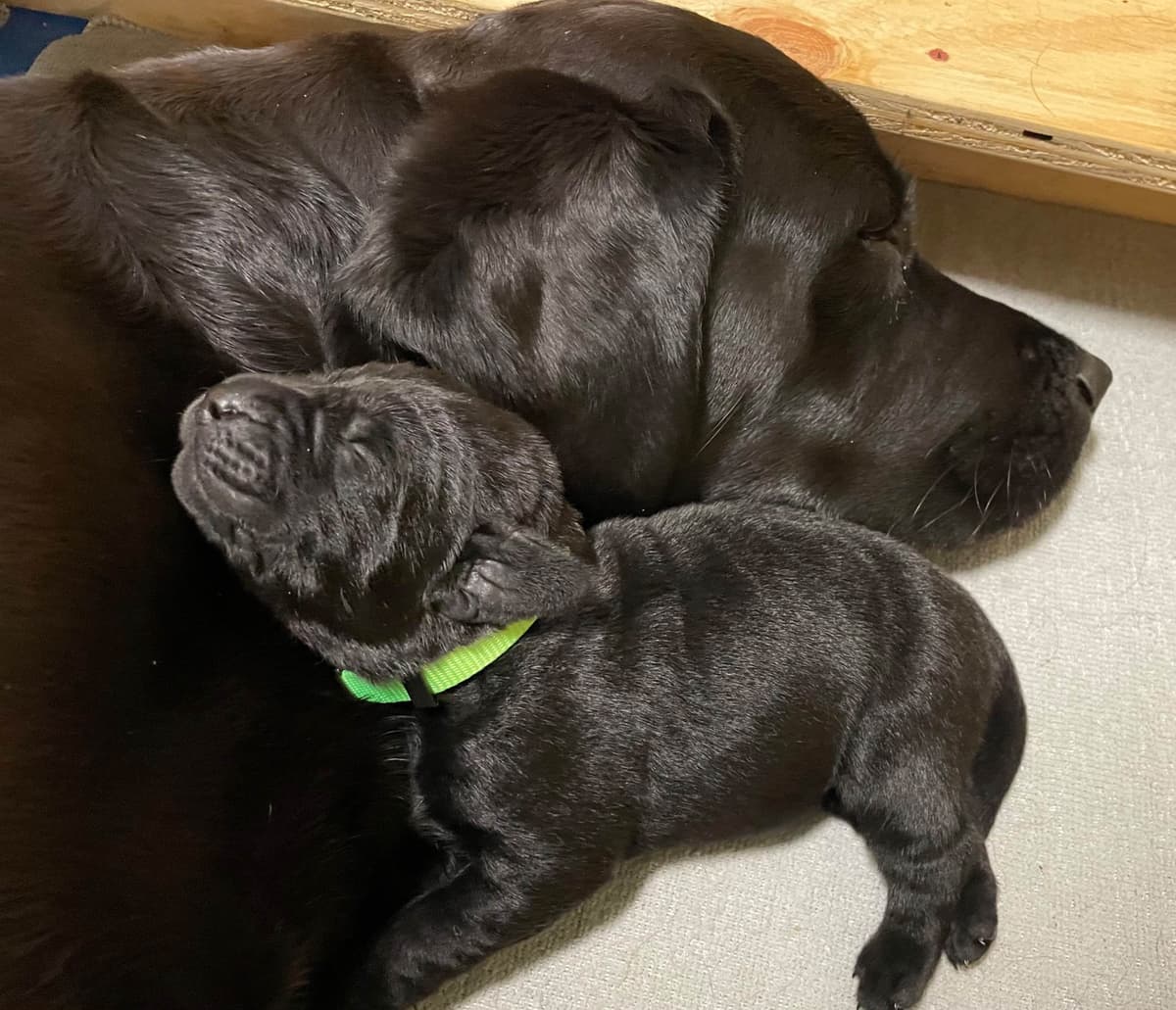 Labrador Retriever Puppies breeder image 3