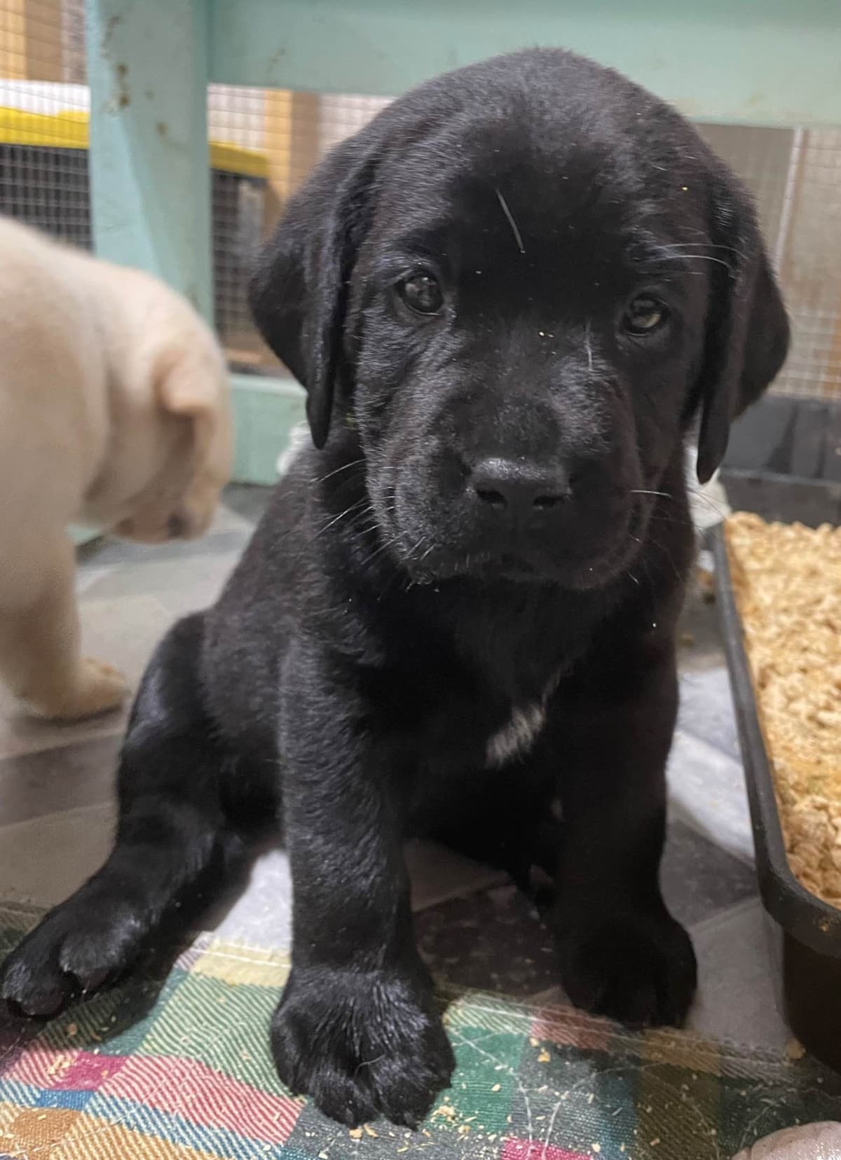 Labrador Retriever Puppies breeder image 4