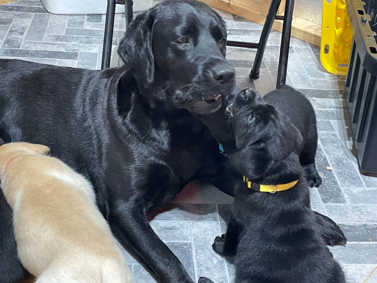 Labrador Retriever Puppies breeder image 5