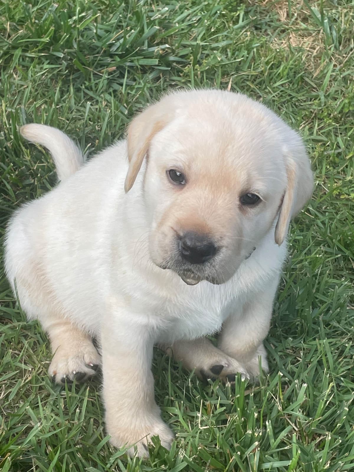 Labrador Retriever Puppies breeder image 9