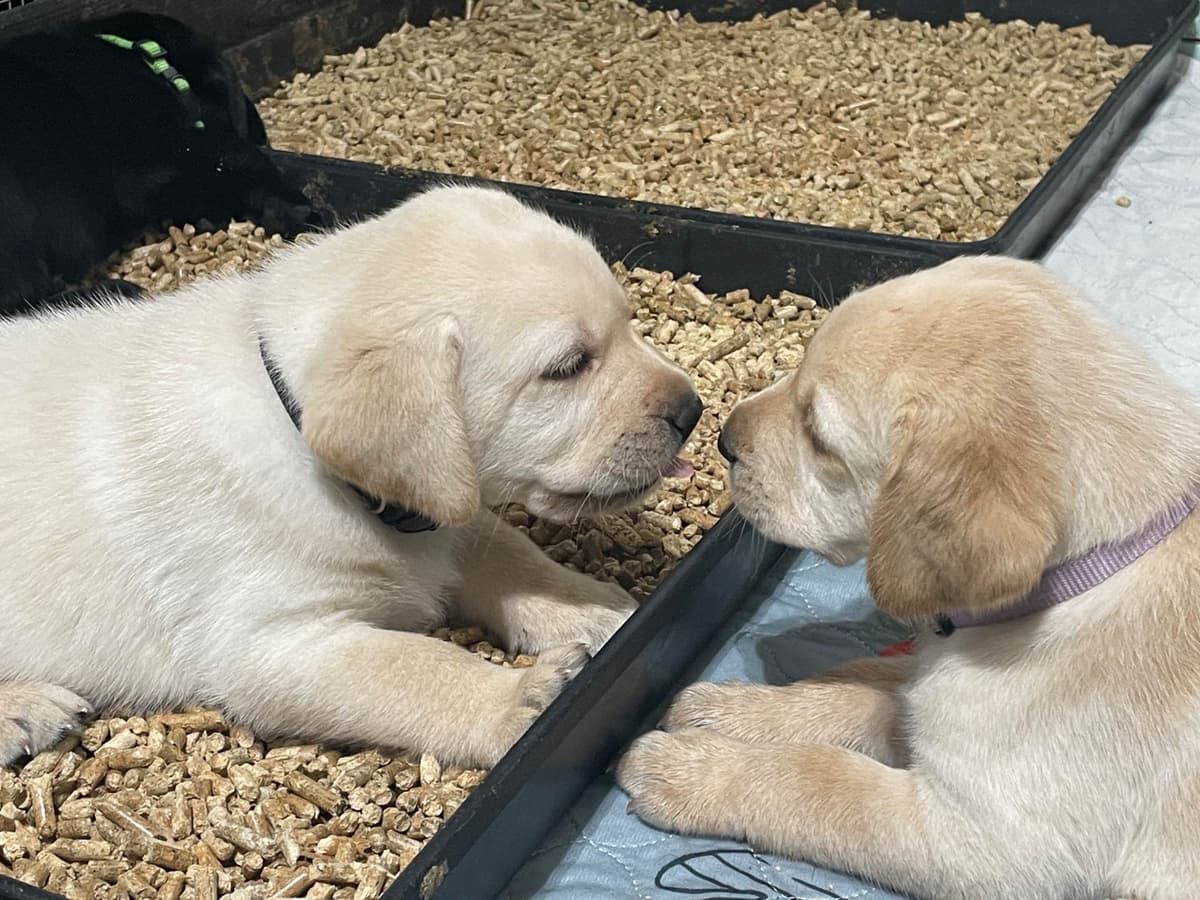 Labrador Retriever Puppies breeder image 10