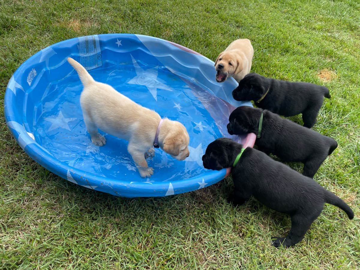 Labrador Retriever Puppies breeder image 11