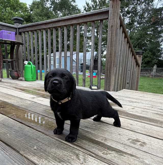 Labrador Retriever Puppies media 3