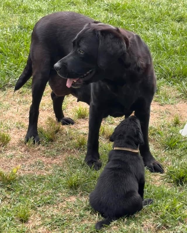 Labrador Retriever Puppies media 4
