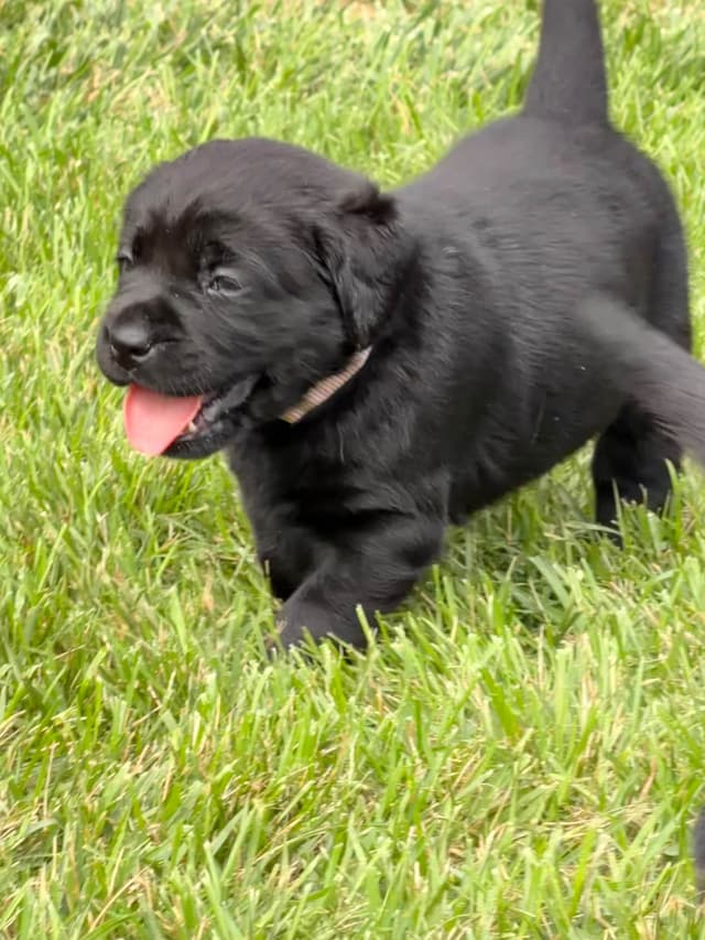 Labrador Retriever Puppies media 5