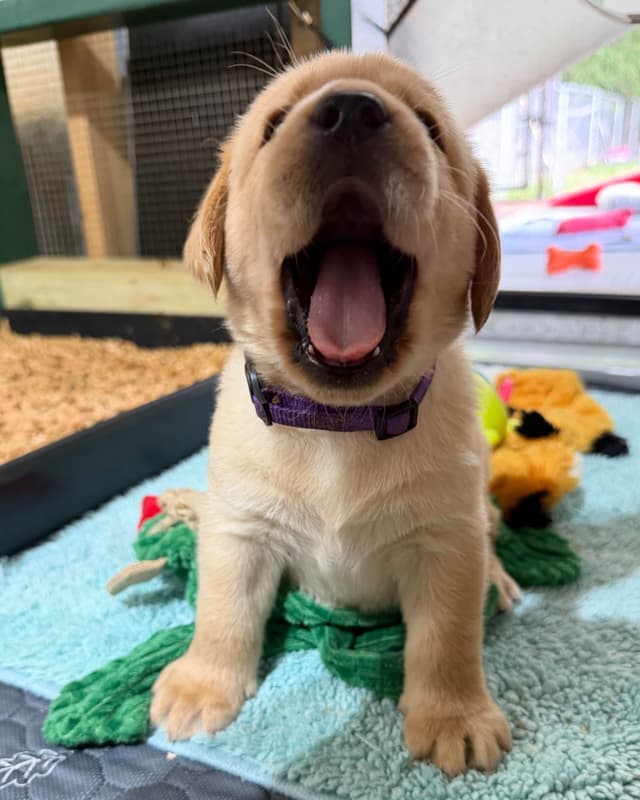 Labrador Retriever Puppies media 7