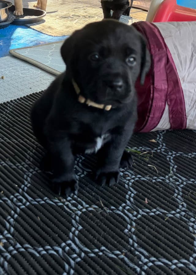 Labrador Retriever Puppies media 8