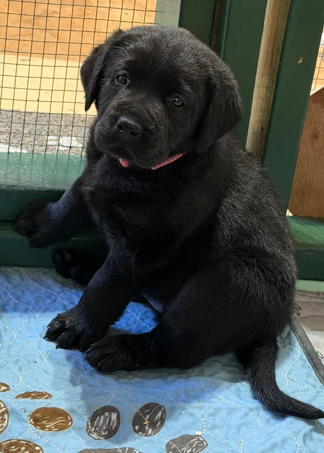 Labrador Retriever Puppies media 10