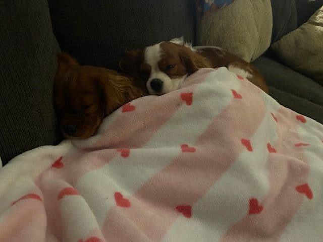 Cavalier King Charles Spaniel Puppies breeder image 1
