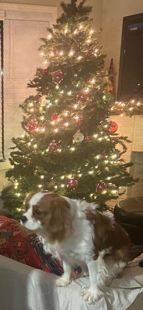 Cavalier King Charles Spaniel Puppies breeder image 2