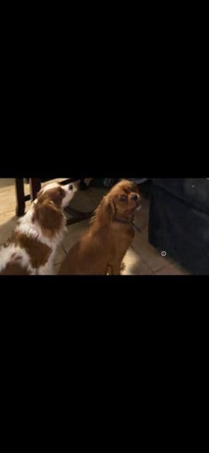 Cavalier King Charles Spaniel Puppies breeder image 4