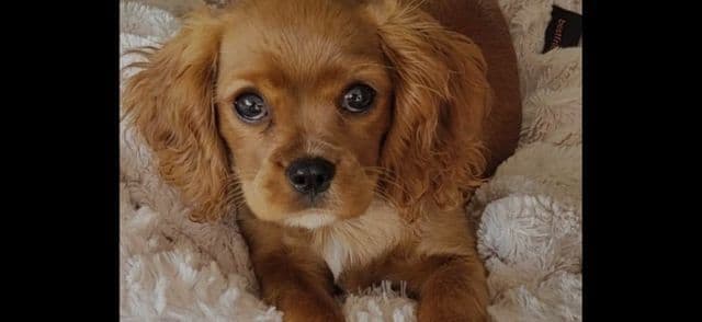 Cavalier King Charles Spaniel Puppies breeder image 3