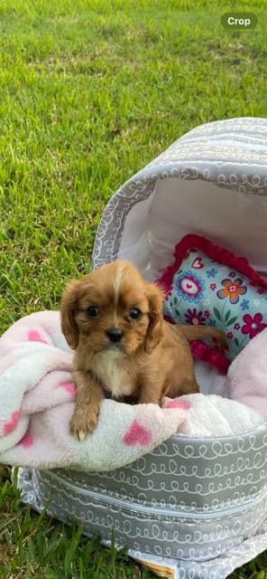 Cavalier King Charles Spaniel Puppies breeder image 5