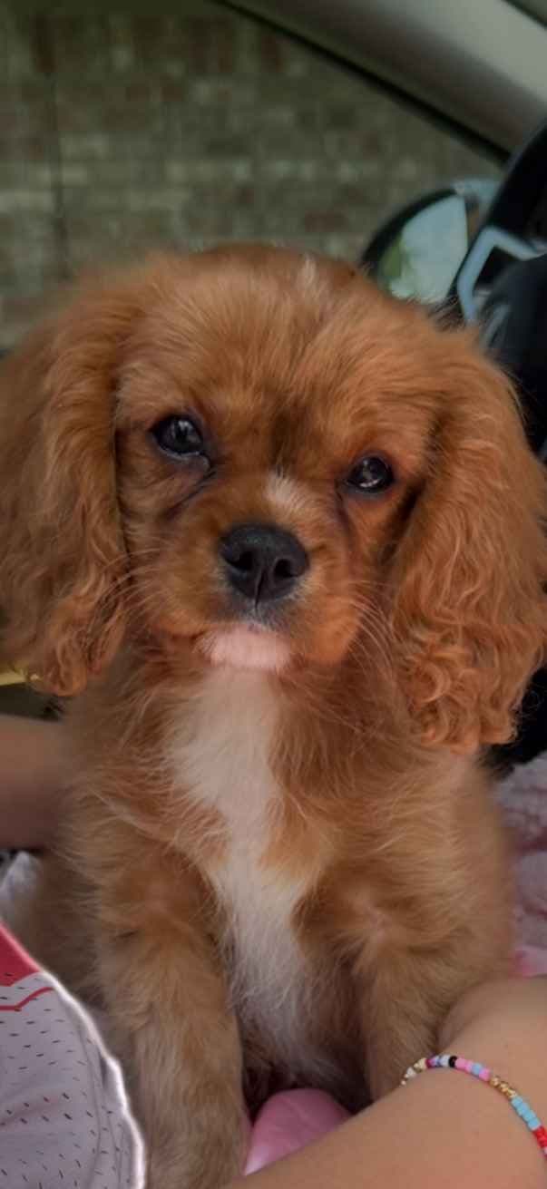 Cavalier King Charles Spaniel Puppies breeder image 6