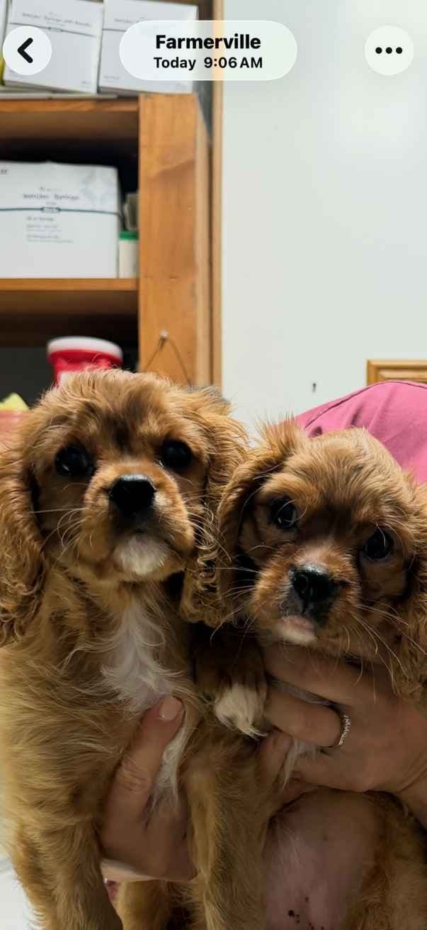 Cavalier King Charles Spaniel Puppies breeder image 8
