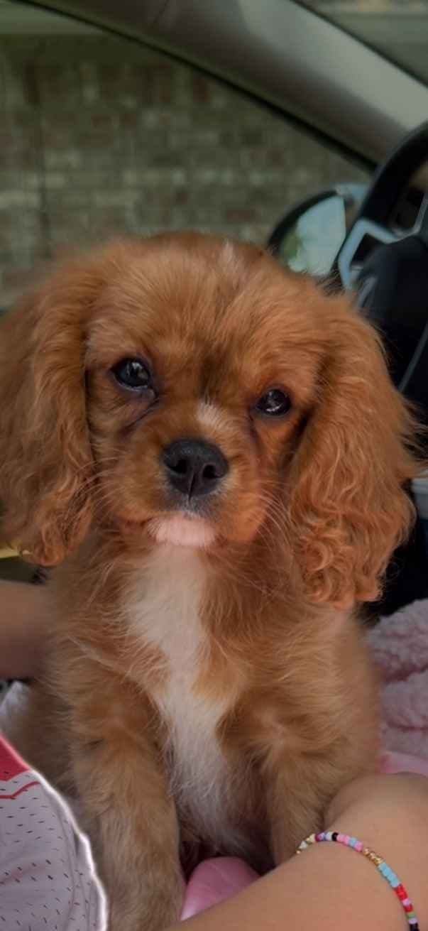 Cavalier King Charles Spaniel Puppies breeder image 9