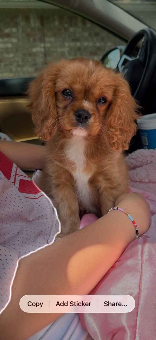 Cavalier King Charles Spaniel Puppies breeder image 10