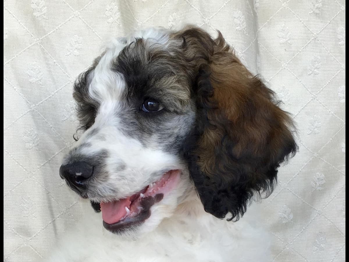 Miniature Schnauzer Puppies breeder image 1