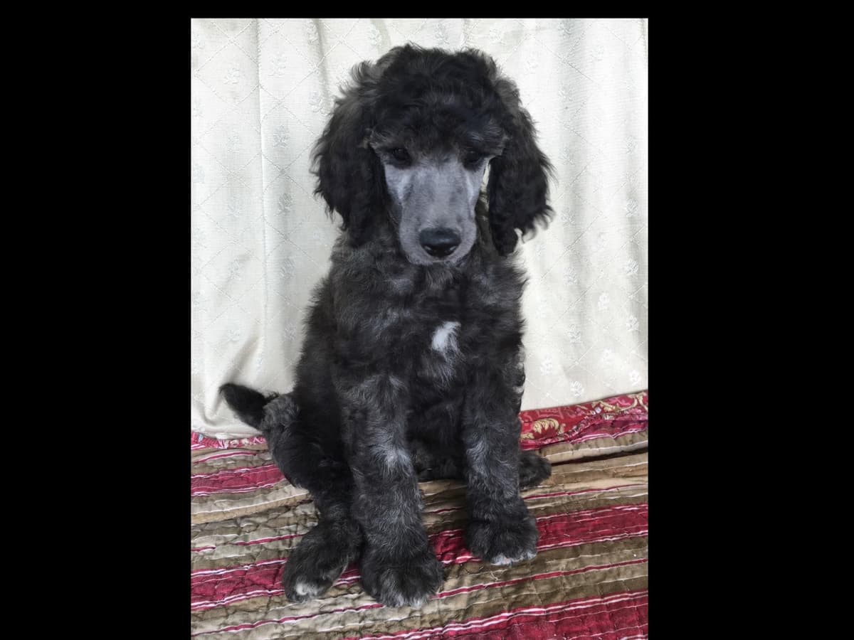 Miniature Schnauzer Puppies breeder image 4