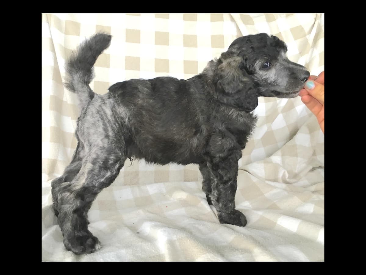 Miniature Schnauzer Puppies breeder image 5