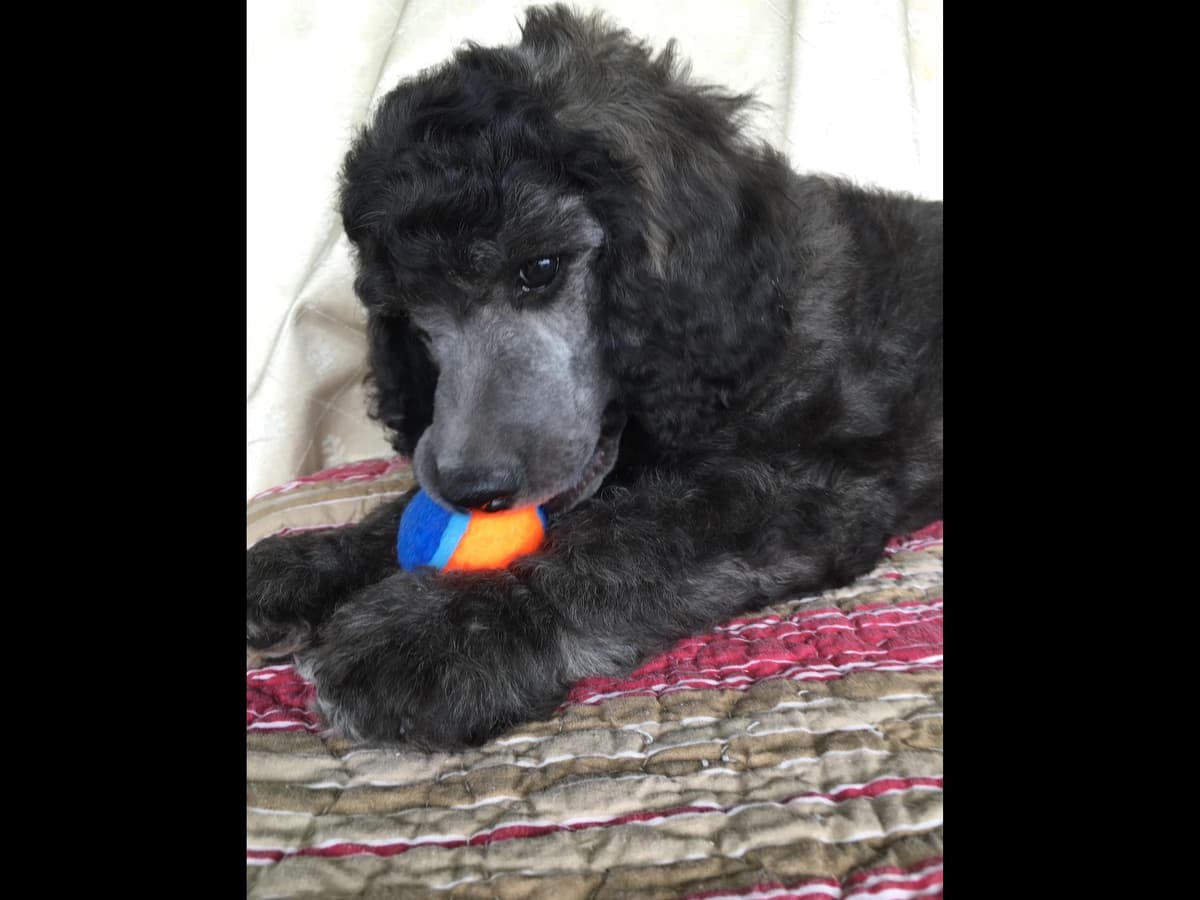 Miniature Schnauzer Puppies breeder image 6