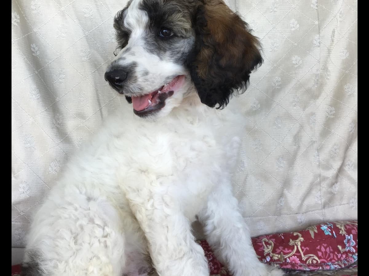 Miniature Schnauzer Puppies breeder image 7