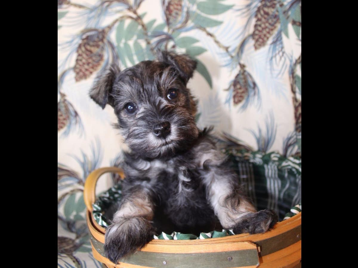 Miniature Schnauzer Puppies breeder image 8