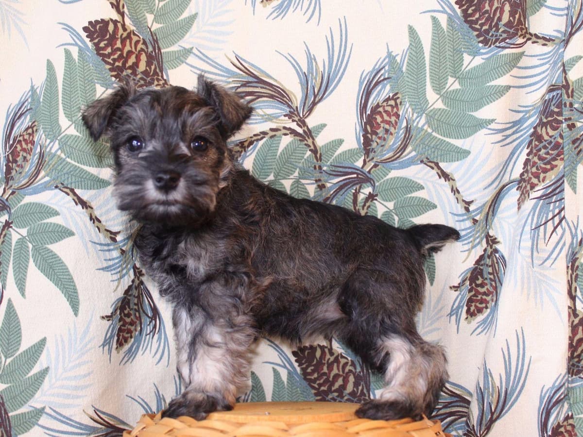 Miniature Schnauzer Puppies breeder image 9