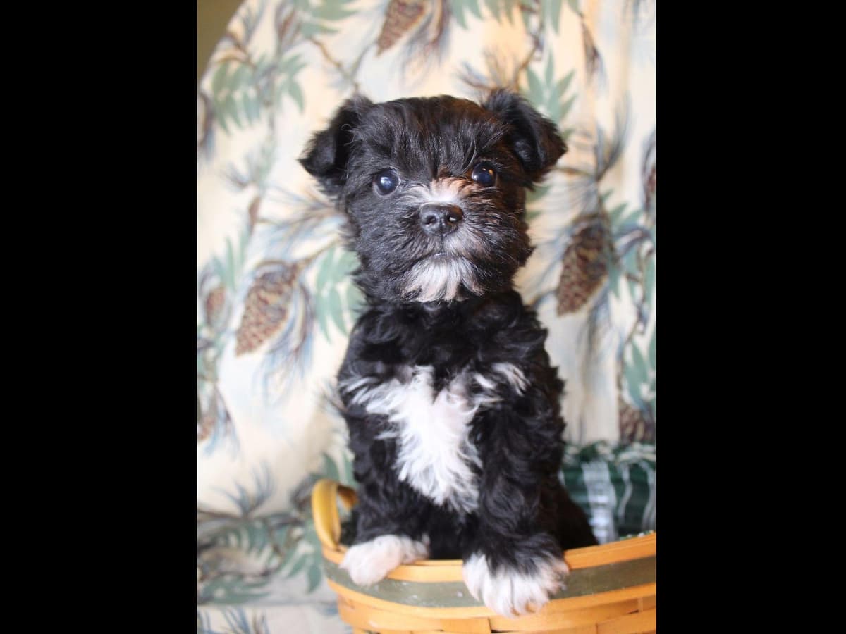 Miniature Schnauzer Puppies breeder image 10