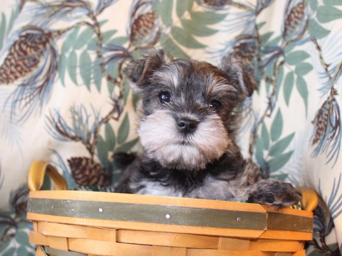 Miniature Schnauzer Puppies breeder image 11