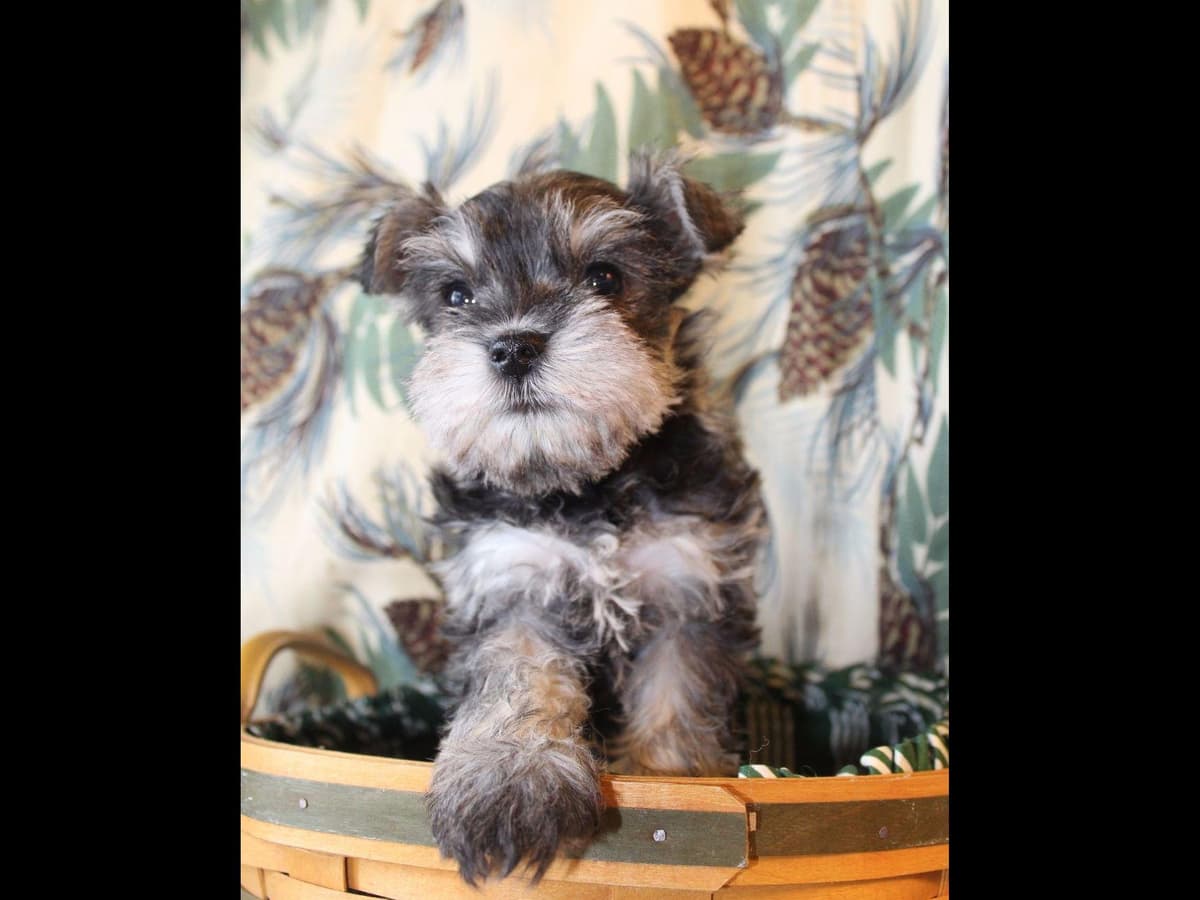 Miniature Schnauzer Puppies breeder image 12