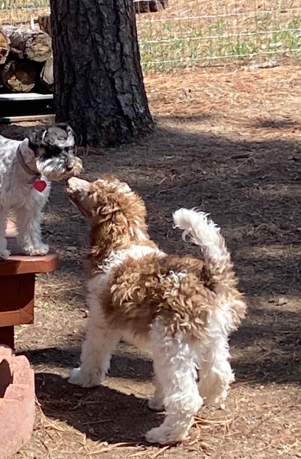 Miniature Schnauzer Puppies breeder image 14