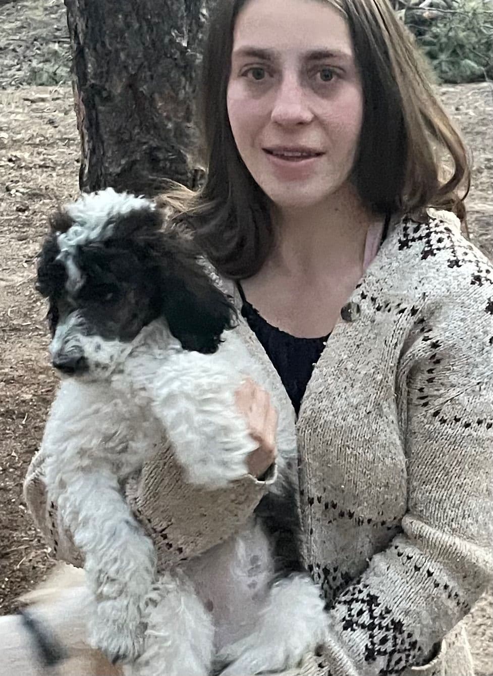 Miniature Schnauzer Puppies breeder image 19