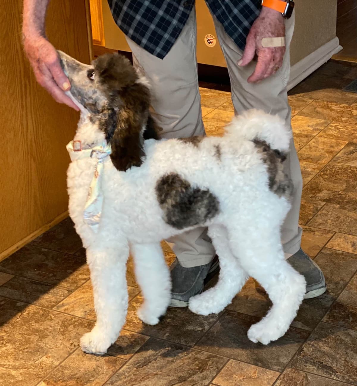 Miniature Schnauzer Puppies breeder image 20