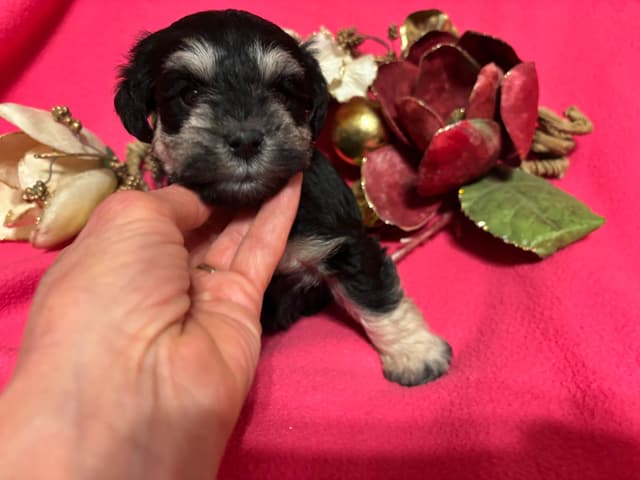 Miniature Schnauzer Puppies media 3