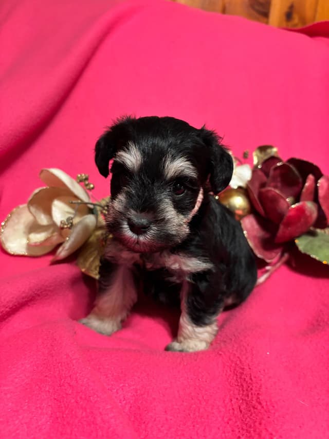 Miniature Schnauzer Puppies media 4