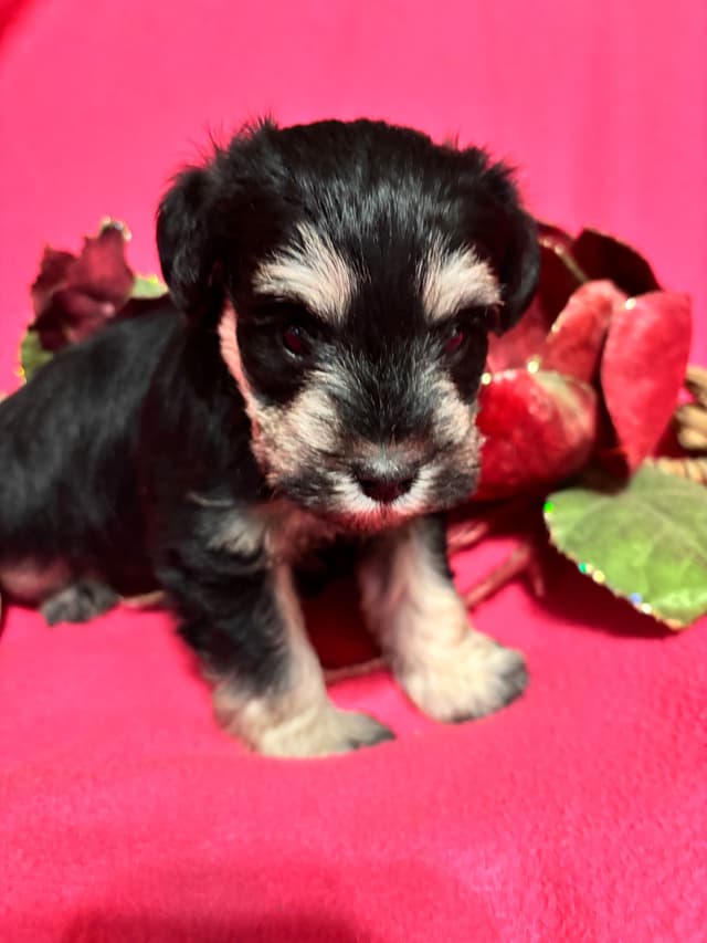 Miniature Schnauzer Puppies media 5